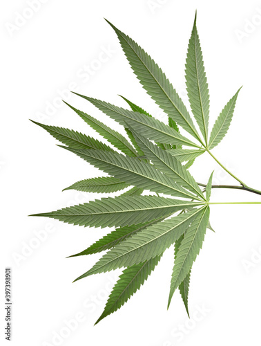 Cannabis leaf  Marijuana leaves on branch isolated on white background with clipping path