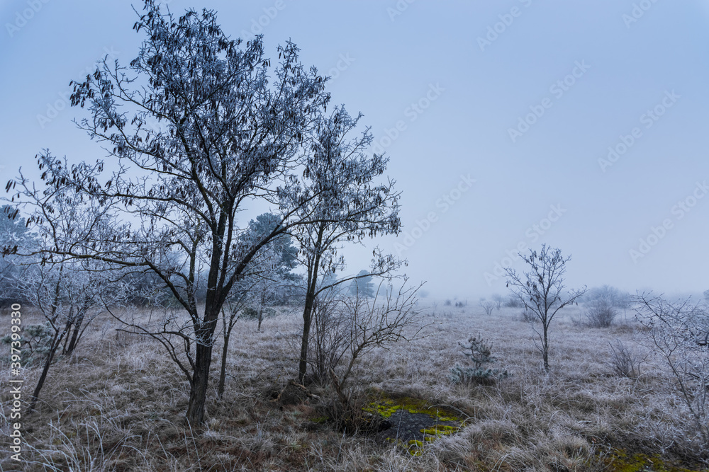 frozen landscape with trees shrubs and meadows frozen landscape with trees shrubs and meadows