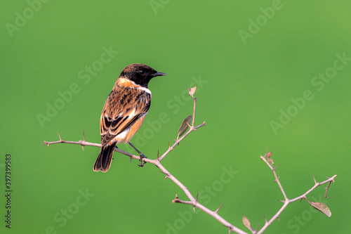 The Siberian stonechat or Asian stonechat Saxicola maurus is a recently validated species of the Old World flycatcher family. Like the other thrush-like flycatchers photo