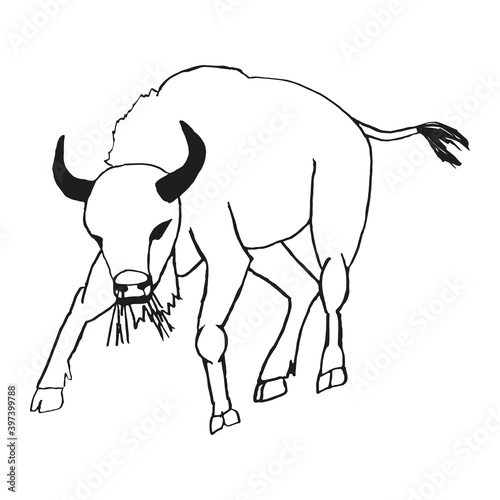 young bull symbol of the year drawn with contour strokes