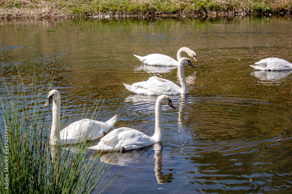 Fototapeta premium lovely white swans