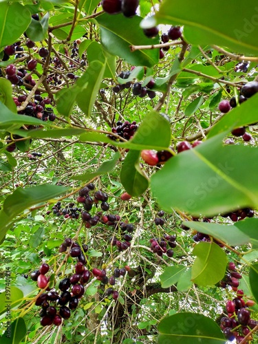 red berries on a bush