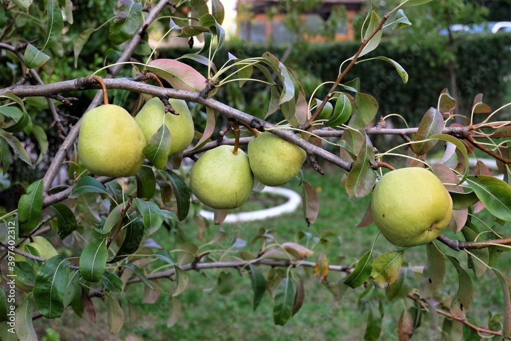 Ripening ripe beautiful juicy fruit pears on a branch, pear tree in the garden. Selective focus. It is called 