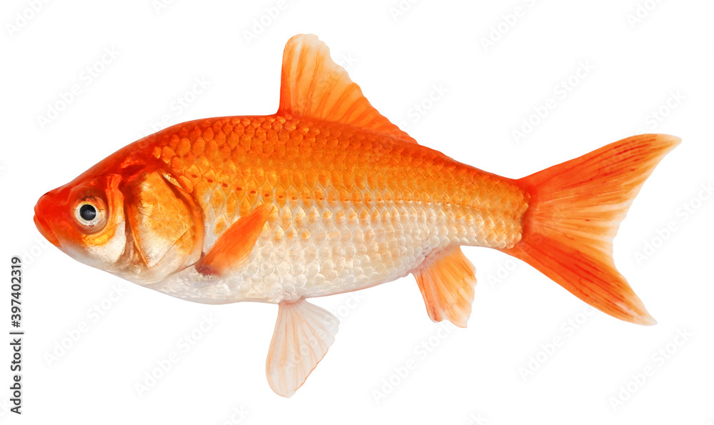 Golden crucian carp fish. Goldfish isolated on white background Golden crucian carp fish. Goldfish isolated on white background