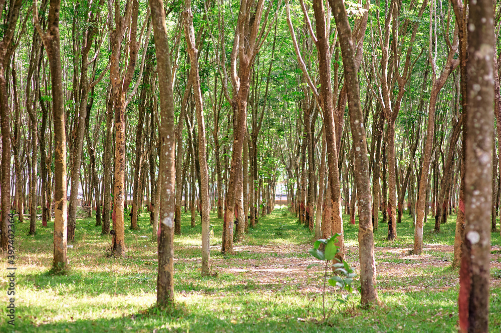 Beautiful landscape. Hevea trees wood. Latex plantation in Thailand. Beautiful landscape. Hevea trees wood. Latex plantation in Thailand.