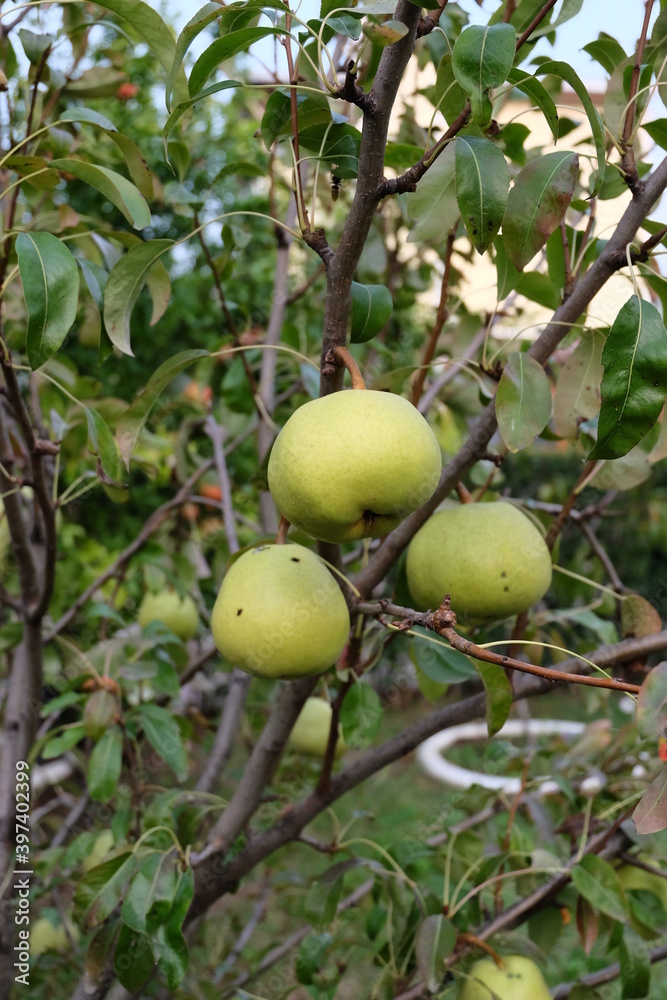 Ripening ripe beautiful juicy fruit pears on a branch, pear tree in the garden. Selective focus. It is called Ripening ripe beautiful juicy fruit pears on a branch, pear tree in the garden. Selective focus. It is called