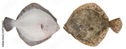 Turbot fish isolated on white background. Bottom fish swims sideways. Photo from both sides