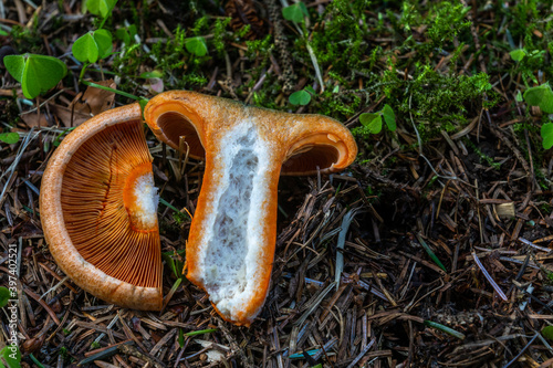 Lactarius Deterrimus