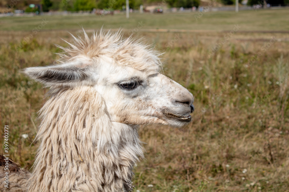 
funny portrait of a llama with a mohawk on his head
