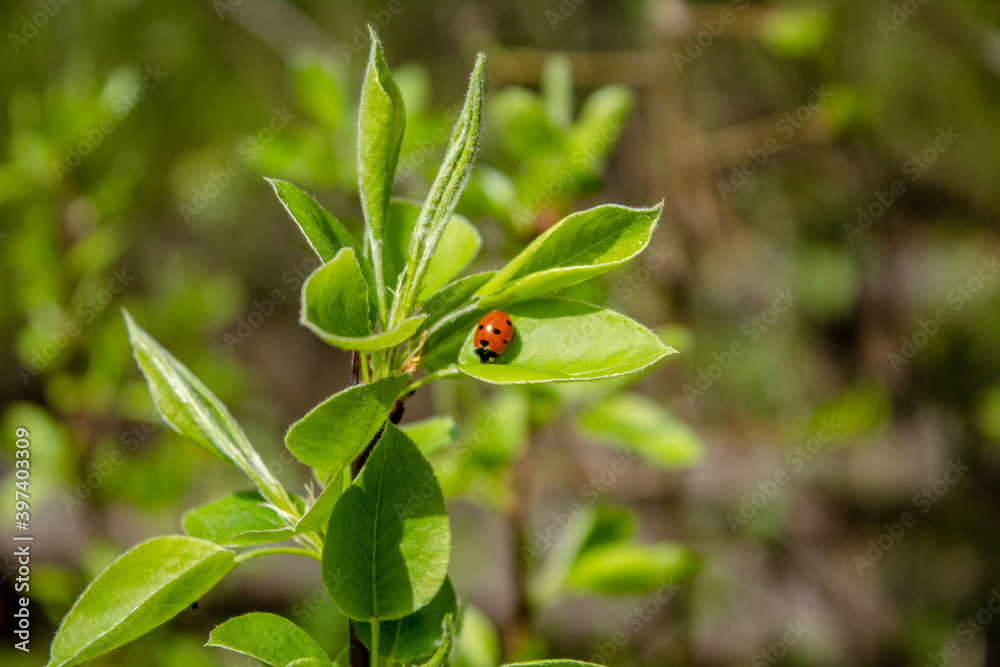 spring in the forest, ladybug on a juicy green leaf
spring in the forest, ladybug on a juicy green leaf