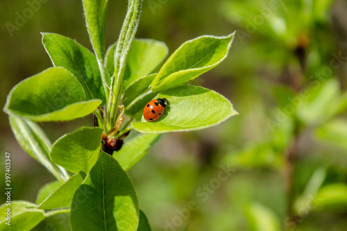 spring in the forest, ladybug on a juicy green leaf