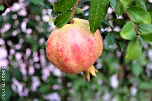 Ripe pomegranate fruit on tree branch in the garden. Colorful image with place for text, close up. Israeli New Year symbol. ripening on the tree with green leaves. It is called "Nar Agaci" in Turkish.