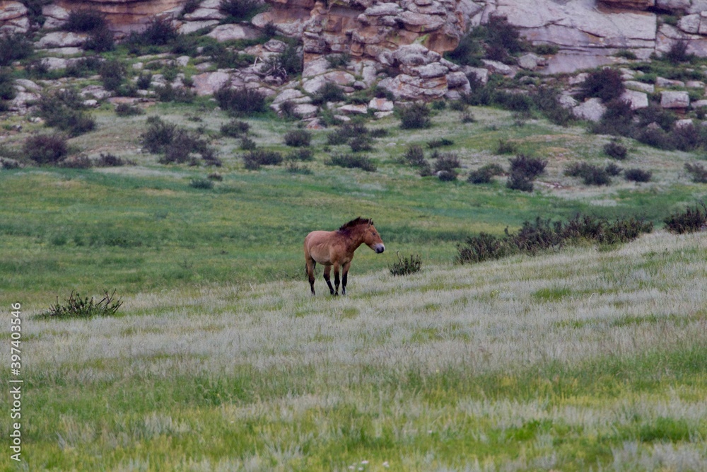 Naklejka premium Prezwalsky horse, also called tachi, the only and unique wild horse in the world, Hustai National park, Mongolia 