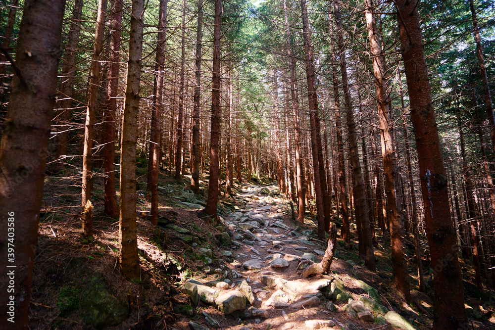 Pathway in pine trees forest. Pathway in pine trees forest.