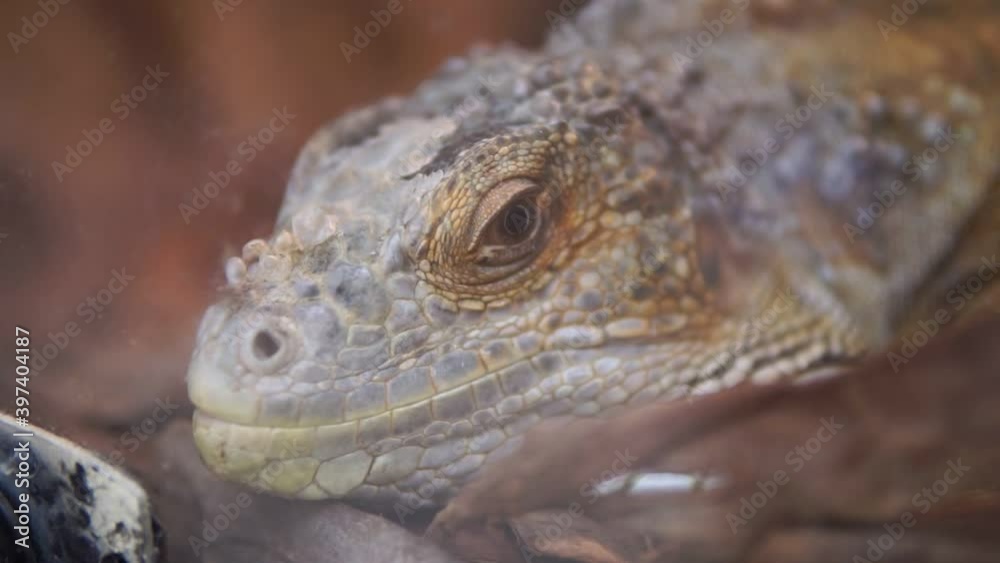 Iguana also known as Common iguana or American iguana. Selective focus. Iguana also known as Common iguana or American iguana. Selective focus.