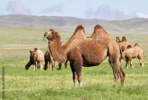 camels in the Gobi desert, Mongolia