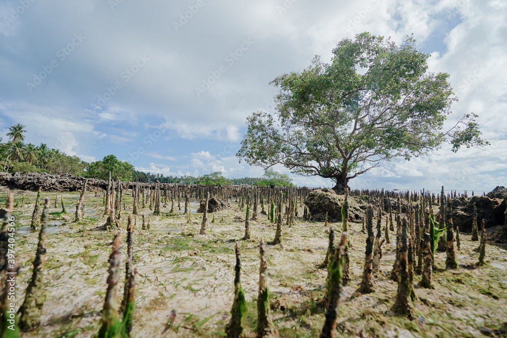 Seascape with mangrove trees on low tide beach. Seascape with mangrove trees on low tide beach.