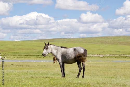 horse in the meadow, Mongolia 