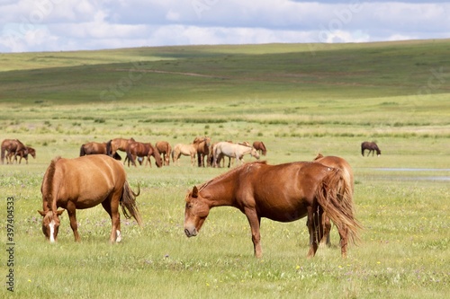 herd of horses in the green land of Mongolia  © Soldo76