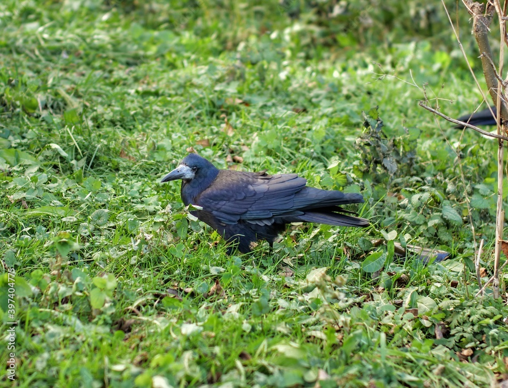 Obraz premium crow on the grass