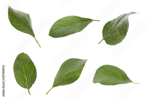 Green plum leaves falling on white background