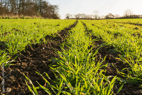 Lines of young shoots of winter wheat in a field in autumn fall. Much Hadham, Hertfordshire. UK  photo