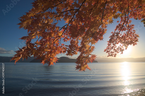 autumn tree on the lake