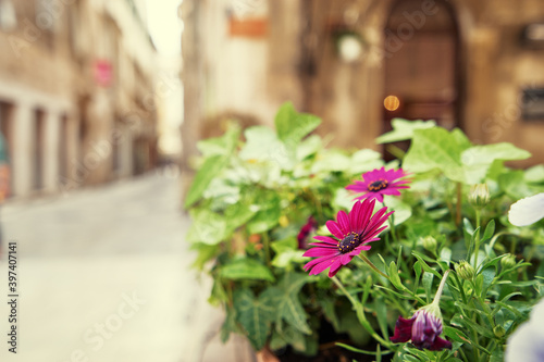 Pot with flowers on the street of old europian town.