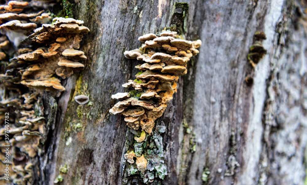 A colony of parasitic fungi grow on a tree. A colony of parasitic fungi grow on a tree.