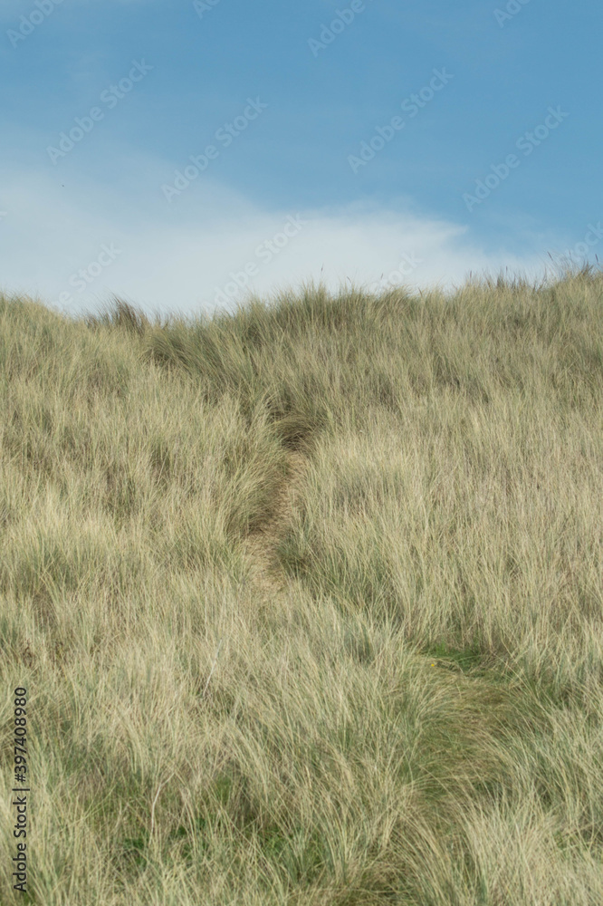 Beach grass at Horsey Gap, East coast of UK Beach grass at Horsey Gap, East coast of UK