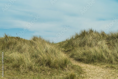 Beach grass at Horsey Gap, East coast of UK