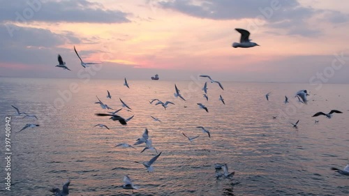Slowmotion footage of seaugls flying near the coast during moody sunset