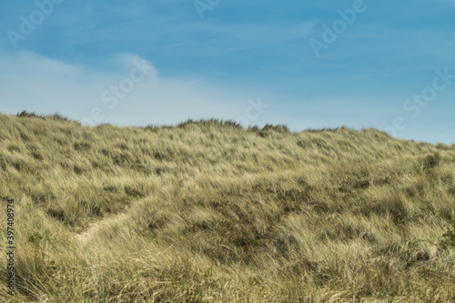 Beach grass at Horsey Gap, East coast of UK