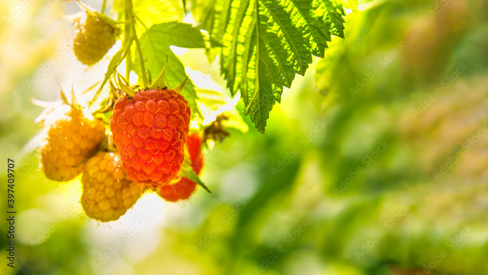 Raspberry grows at organic household during sunny summer day. Authentic farm series. Raspberry grows at organic household during sunny summer day. Authentic farm series.