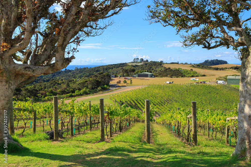A vineyard on sunny Waiheke Island, New Zealand. The island is home to many winemakers