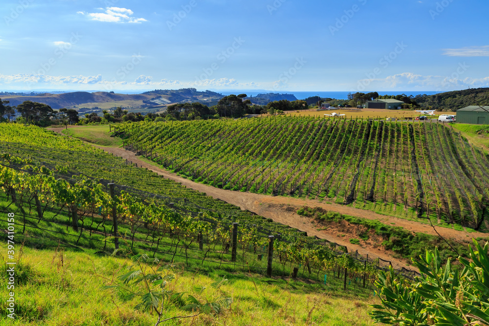 Rows of grape vines in the vineyards of Waiheke Island, New Zealand