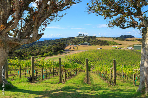 A vineyard on sunny Waiheke Island  New Zealand. The island is home to many winemakers