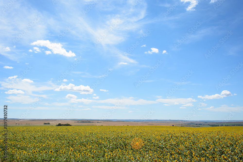 Sunflowers field against blue sky