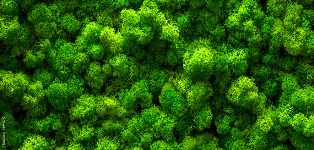 Naklejka premium Green moss on old office floor. interior design. top view close up