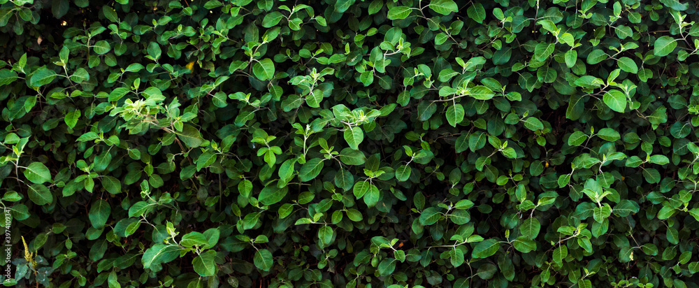 Green leaf texture. Leaf texture background on sunny day Green leaf texture. Leaf texture background on sunny day