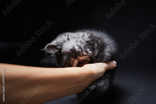 Studio shot of adorable scottish black tabby kitten bitting his owner's hand. photo