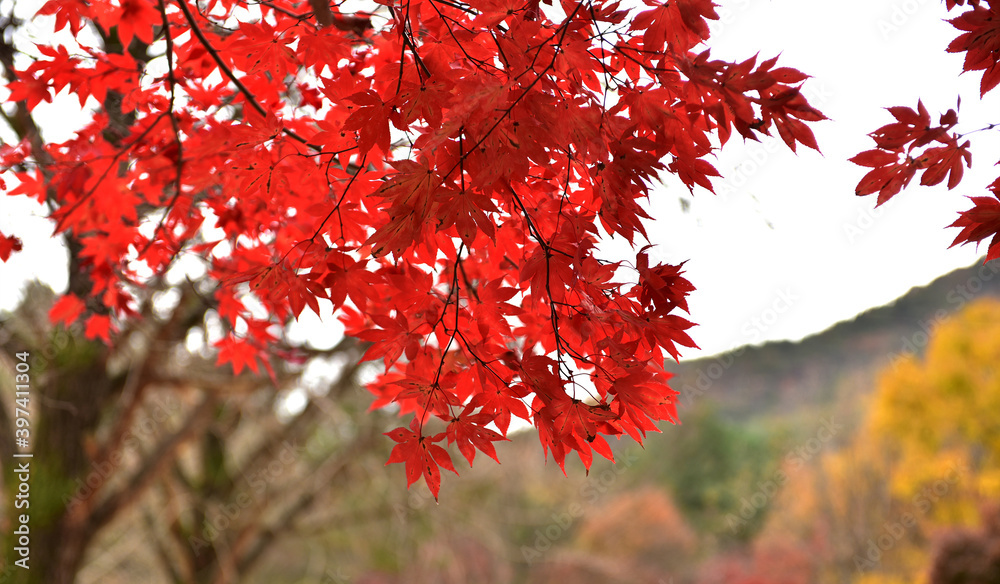 Autumn maple leaves in Hwayang-gugok, Korea Autumn maple leaves in Hwayang-gugok, Korea