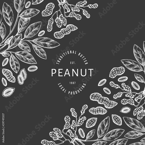 Hand drawn peanut branch and kernels design template. Organic food vector illustration on chalk board. Retro nut illustration. Engraved style botanical picture.