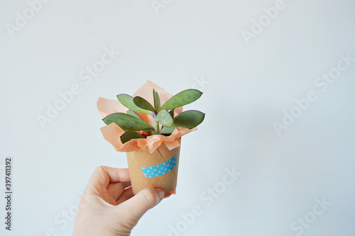 Hand holding senecio crassicaulis blue-grey house plant in  tissue and kraft paper wrapping over white photo