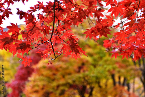 Autumn maple leaves in Hwayang-gugok  Korea