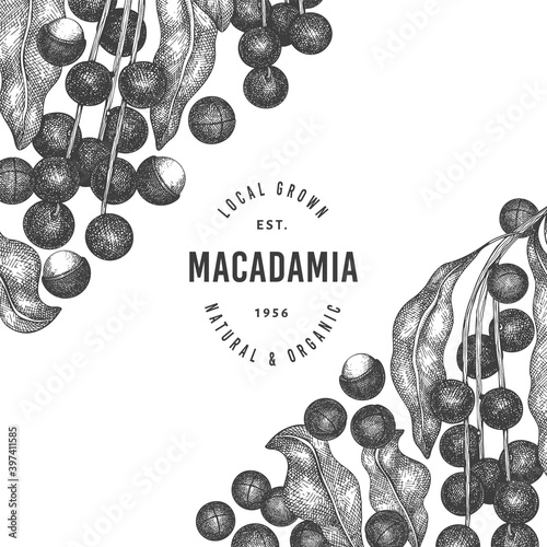 Hand drawn macadamia branch and kernels design template. Organic food vector illustration on white background. Retro nut illustration. Engraved style botanical banner.