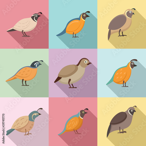 Quail icons set. Flat set of quail vector icons for web design