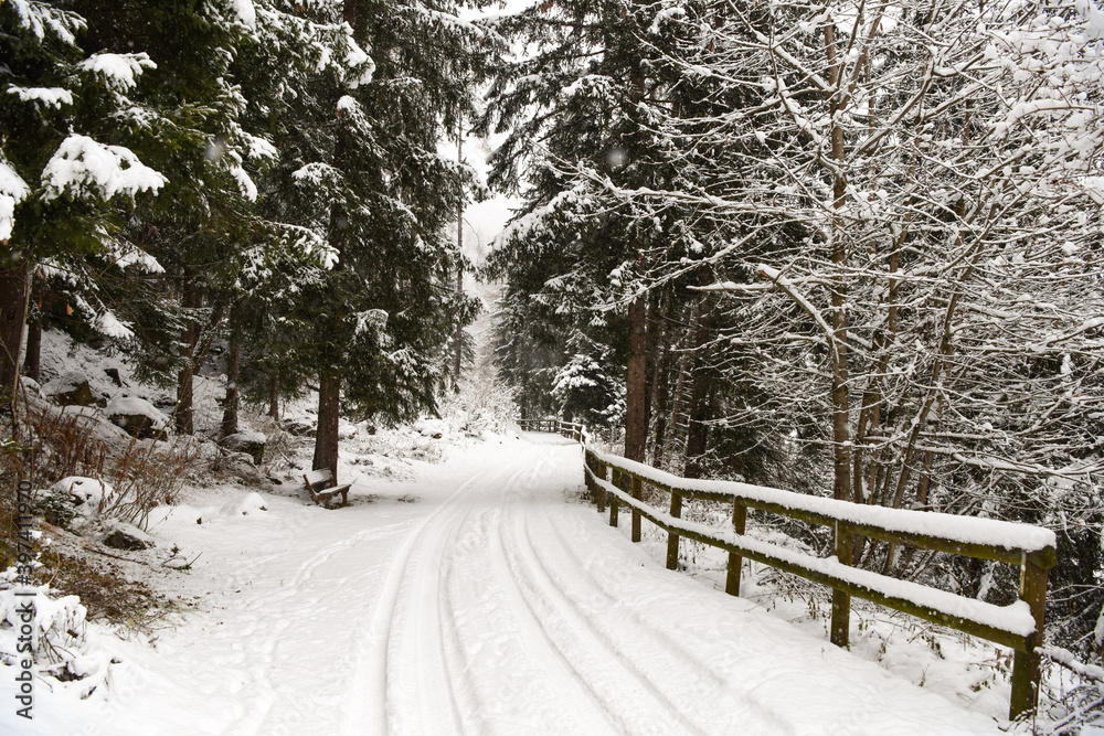 Naklejka premium bosco foresta innevata inverno abeti pini larici neve inverno freddo boschi albero natale