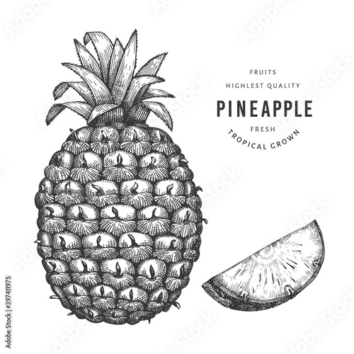 Hand drawn sketch style pineapple. Organic fresh food vector illustration isolated on white background. Retro fruit illustration. Engraved style botanical picture.
