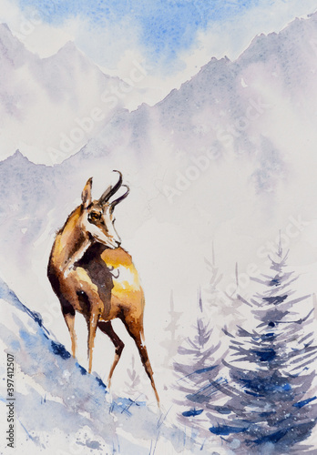 A chamois on a mountain slope in a winter scenery. Picture painted with watercolors. photo